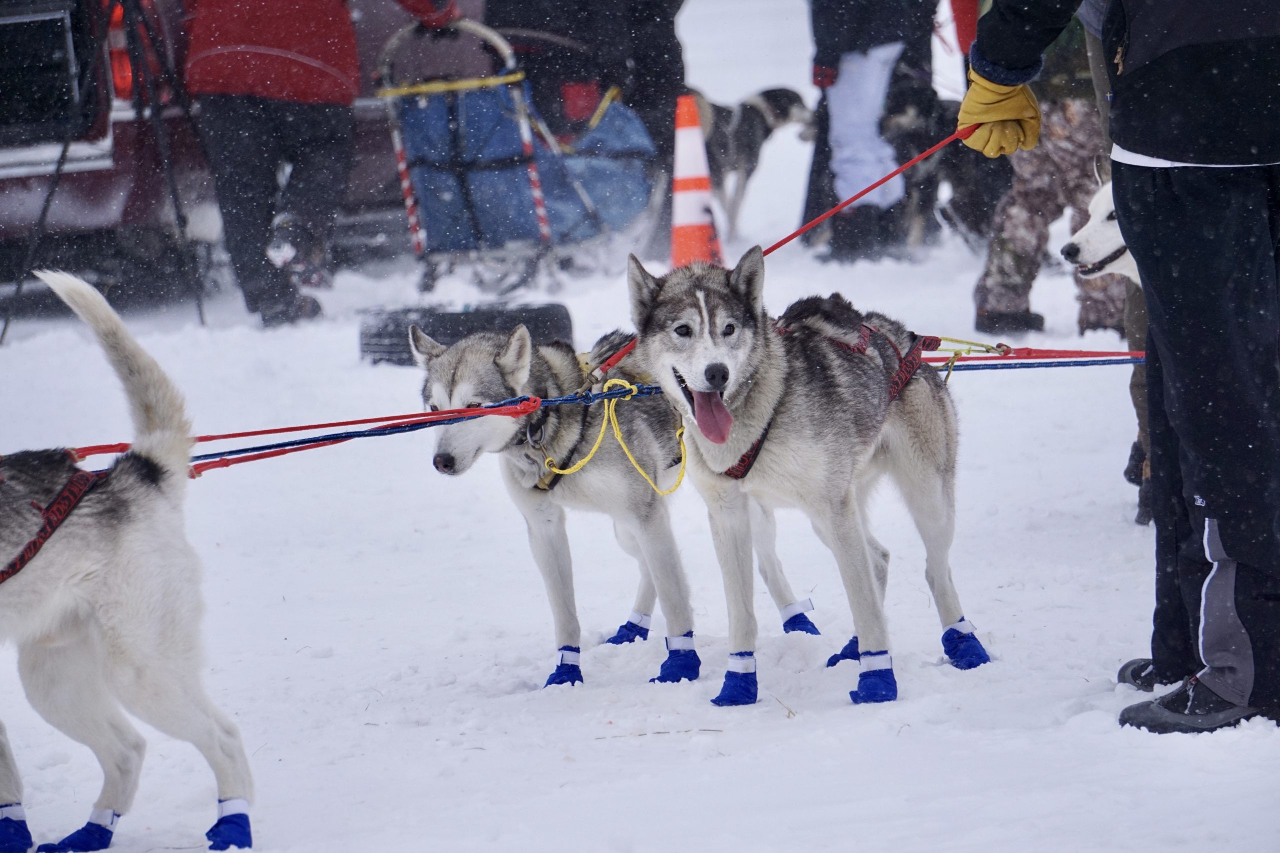 do sled dogs enjoy pulling sleds